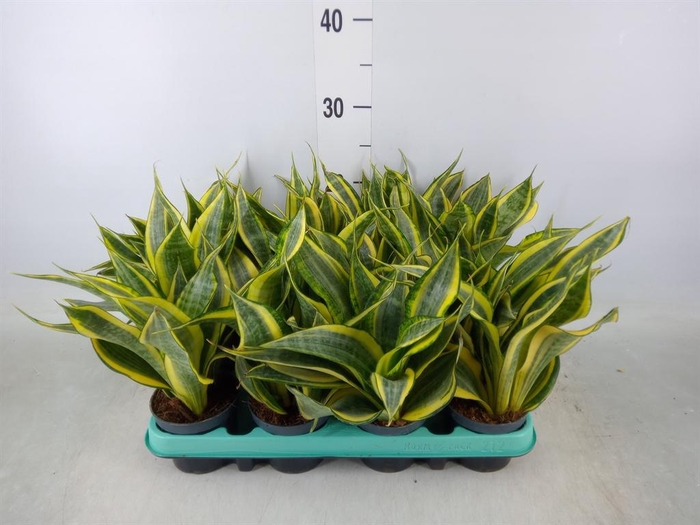 <h4>Sansevieria trifa.   ...</h4>