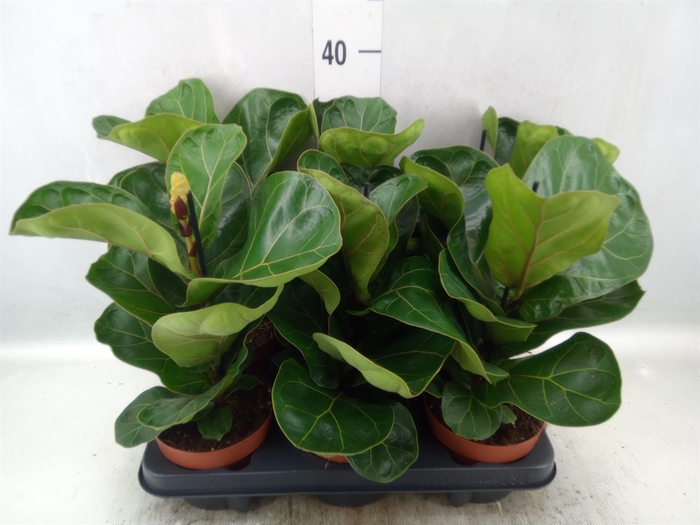 <h4>Ficus lyrata 'Bambino'</h4>