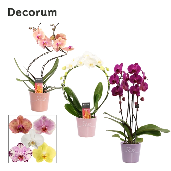 <h4>Phalaenopsis vormen mix 2 tak in Romy (Party Love-collection)</h4>