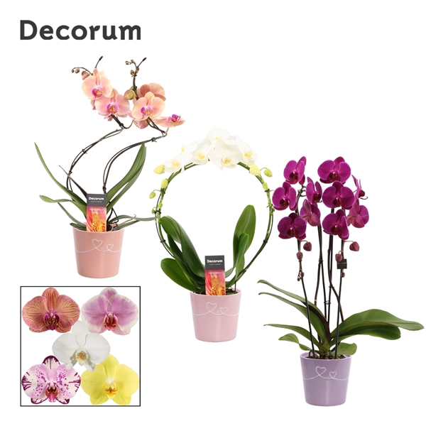 Phalaenopsis vormen mix 2 tak in Romy (Party Love-collection)