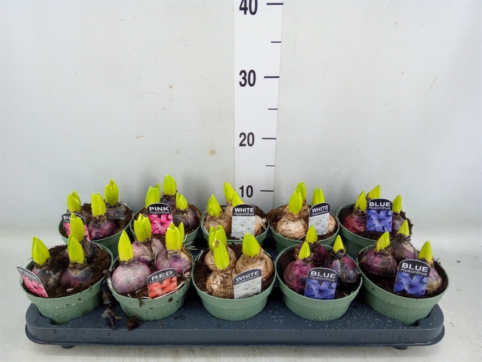 <h4>Hyacinthus orie.   ...mix</h4>