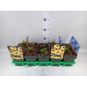 Helenium bigelovii The Bishop