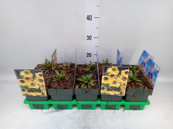 <h4>Helenium bigelovii The Bishop</h4>