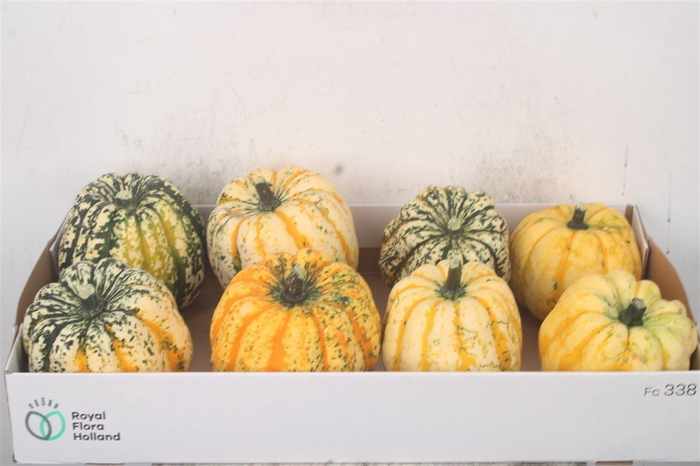 <h4>Cuc P Festival X8</h4>