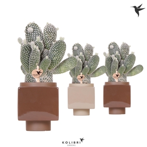 Kolibri Greens Opuntia white in Cube pot brown mix