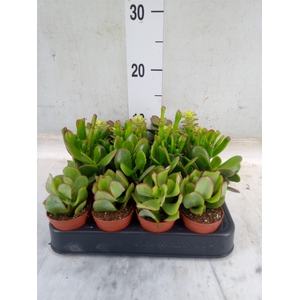 Crassula   ...mix