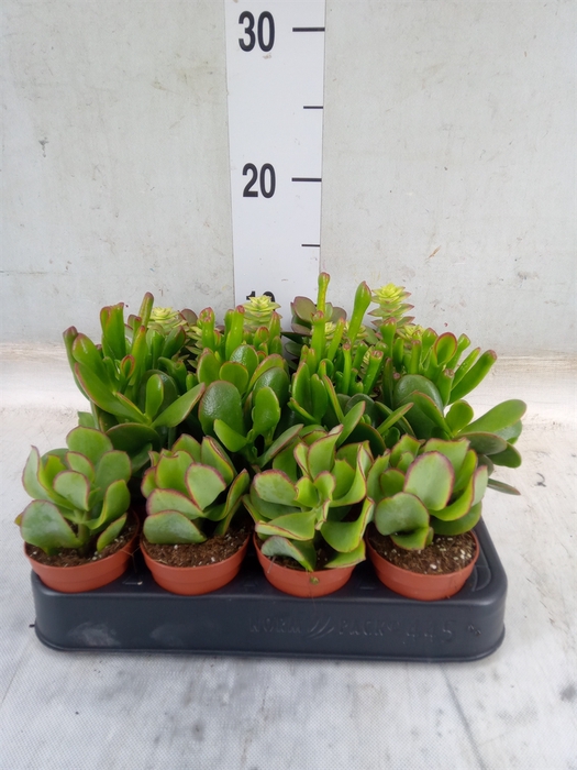 <h4>Crassula   ...mix</h4>