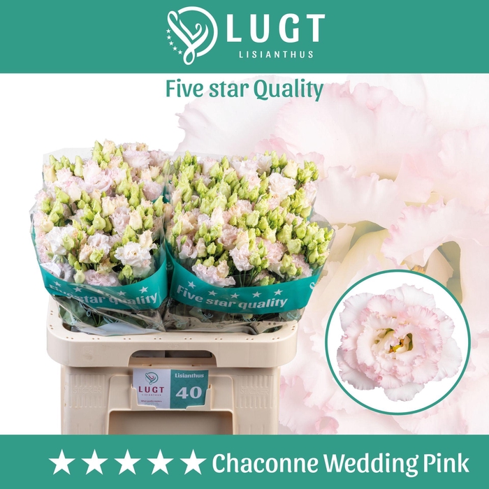 <h4>Lisianthus Wedding Pink</h4>