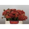 Kaaps Groen Red Brunia Small