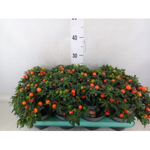 Solanum pseudocapsicum