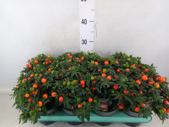 <h4>Solanum pseudocapsicum</h4>