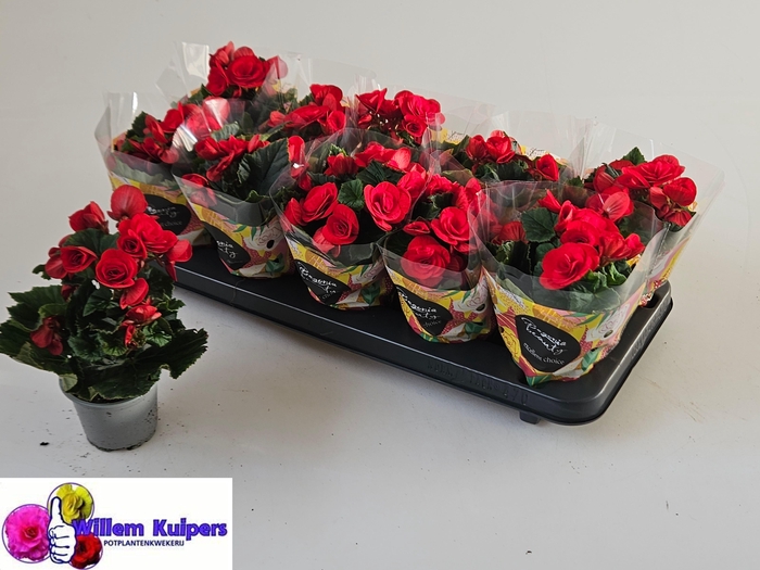 <h4>BEG DU BALADIN</h4>