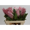 Protea Cynaroides