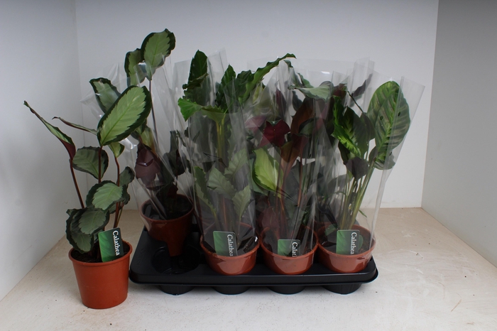 <h4>CALAT GEM 3 SRT</h4>