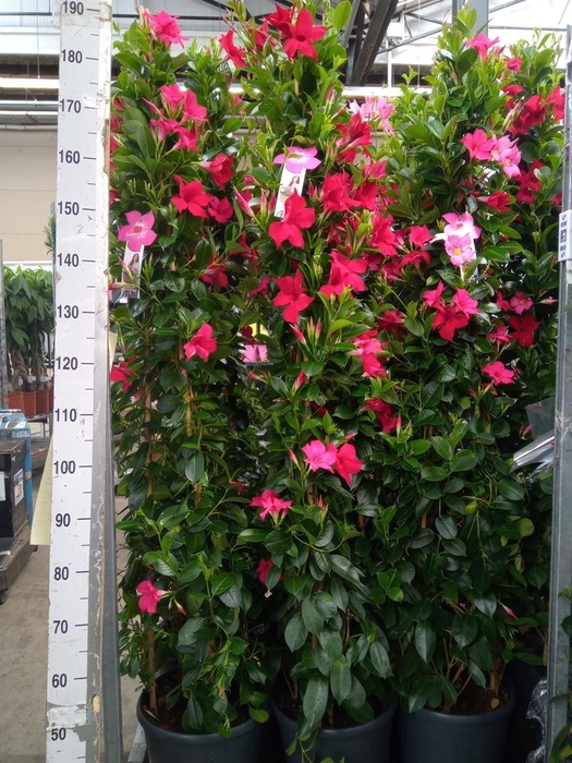 <h4>Mandevilla   ...</h4>