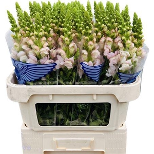 Antirrhinum Costa Silver Extra 75cm