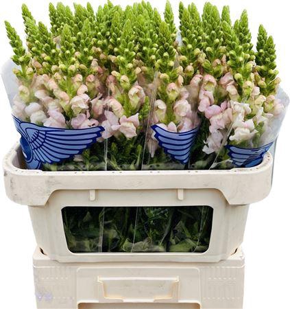 <h4>Antirrhinum Costa Silver Extra 75cm</h4>