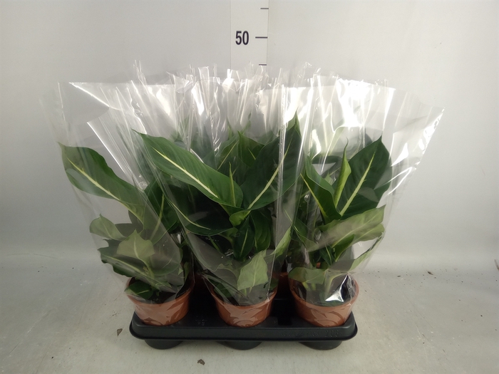 <h4>Dieffenbachia  'Green Magic'</h4>