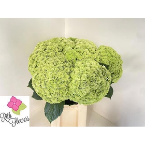 HYDR M ROY HIGHNE CL