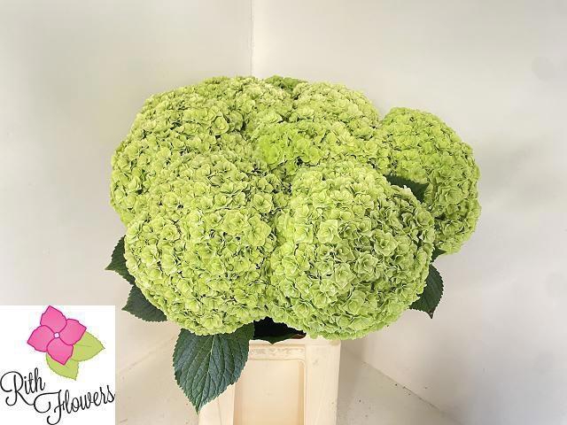 <h4>HYDR M ROY HIGHNE CL</h4>