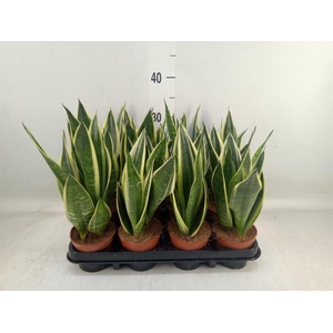 Sansevieria trifa.   ...