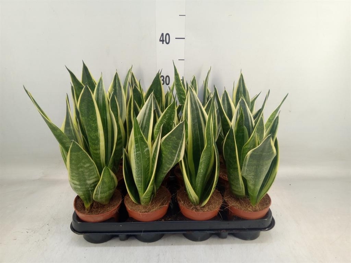 <h4>Sansevieria trifa.   ...</h4>