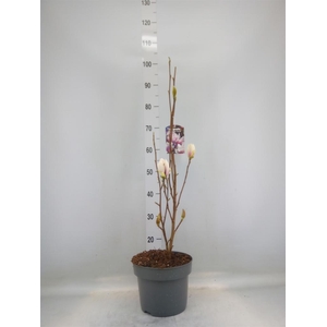Magnolia soulang. 'Superba'