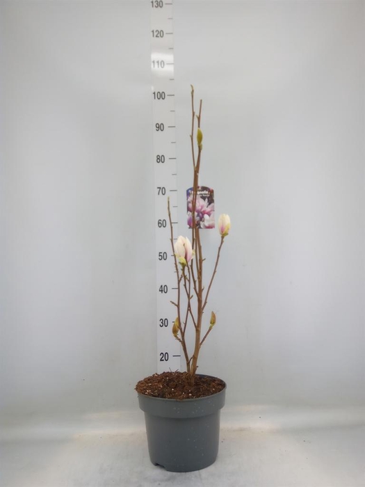 <h4>Magnolia soulang. 'Superba'</h4>