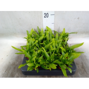Asplenium antiquum