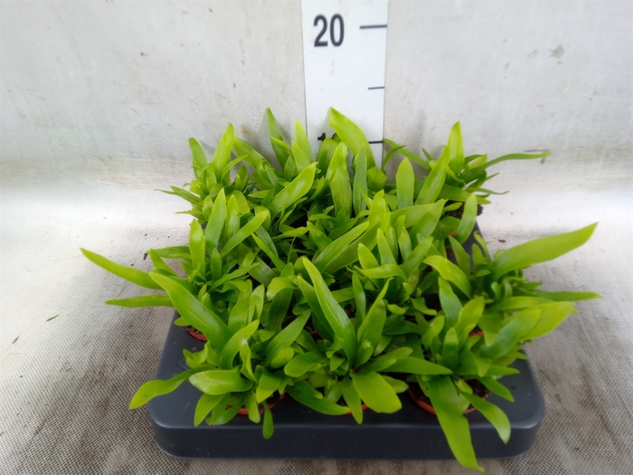 <h4>Asplenium antiquum</h4>