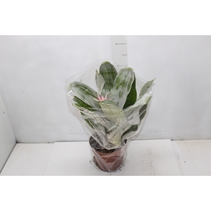 AECHMEA FASCIATA P17