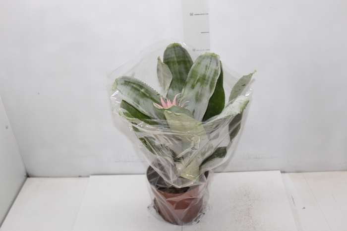 <h4>AECHMEA FASCIATA P17</h4>