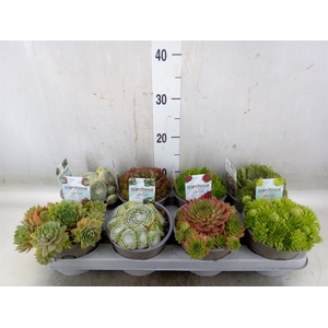Sempervivum   ...mix