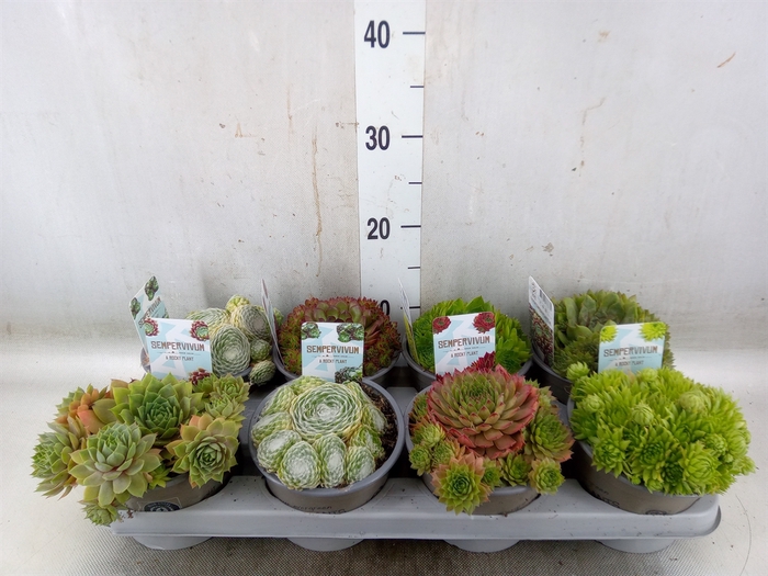 <h4>Sempervivum   ...mix</h4>