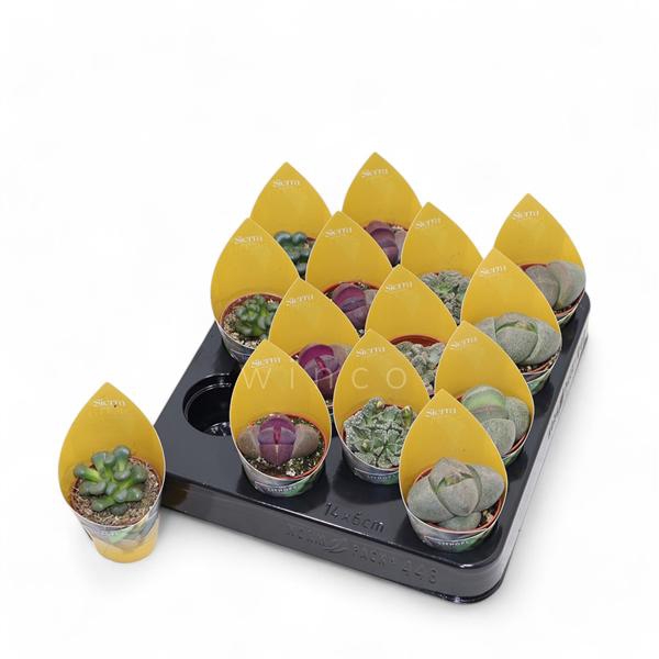 <h4>Lithops Mix (4spc.) (sierra)</h4>