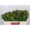 Leucadendron Goldstrike