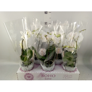 Phalaenopsis   ...white