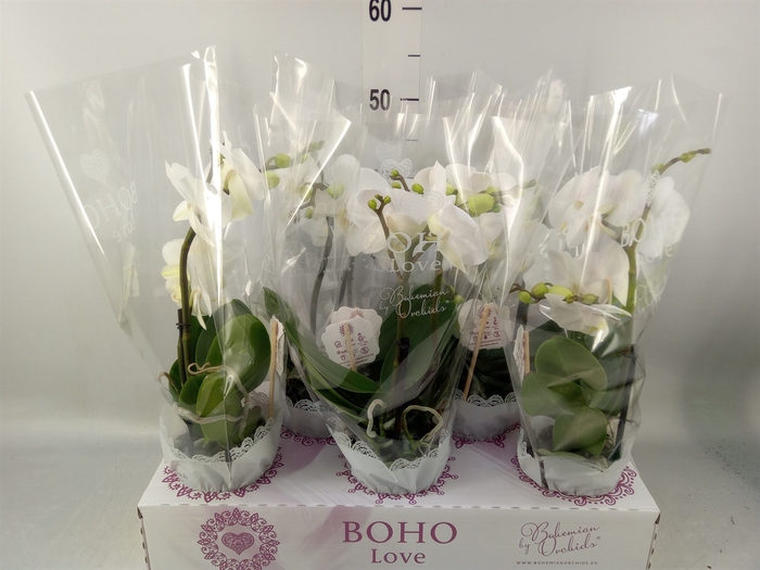 <h4>Phalaenopsis   ...white</h4>