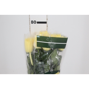 ANASTASIA SUNNY 080 CM AMARELO