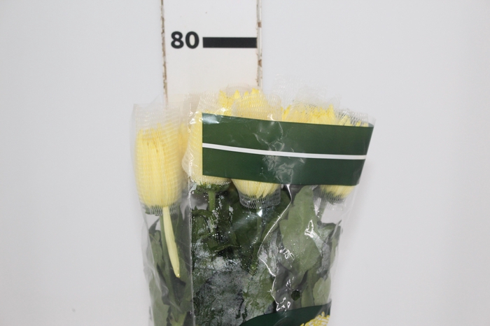 <h4>ANASTASIA SUNNY 080 CM AMARELO</h4>