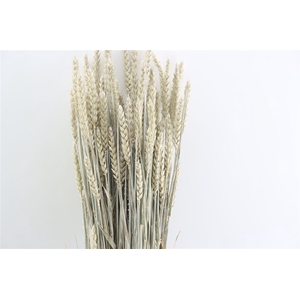 Dried Triticum X5 Frosted White Bunch