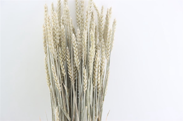 Dried Triticum X5 Frosted White Bunch