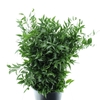 RUSCUS SOFT MIDDLE 120 GRAM