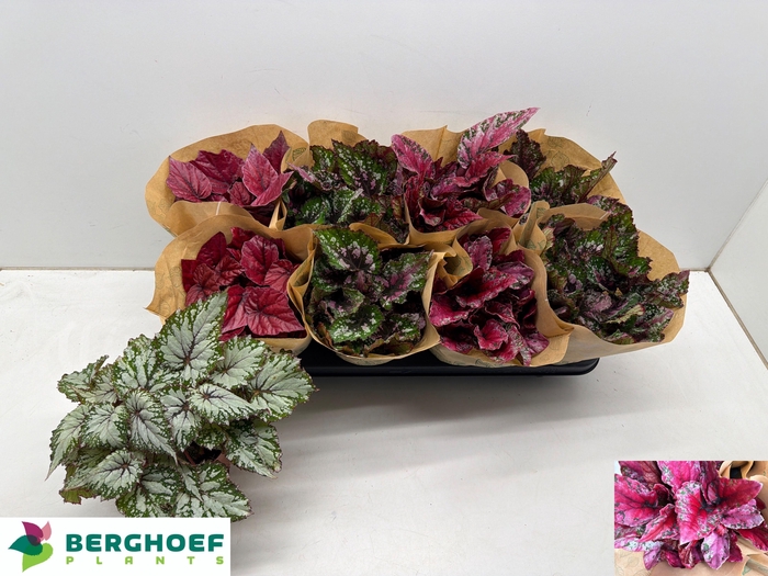 <h4>BEG BEL GEM</h4>