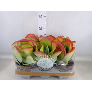 Kalanchoe NF thyrsiflora