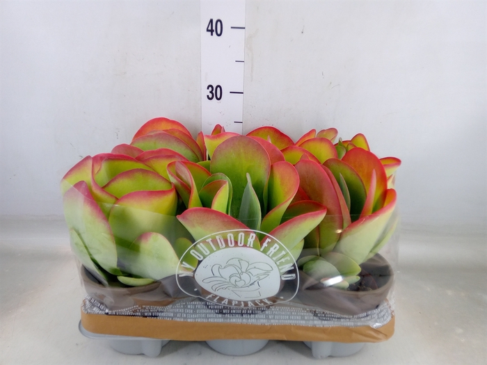 <h4>Kalanchoe NF thyrsiflora</h4>