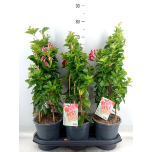 Mandevilla  'Sundavil Red'