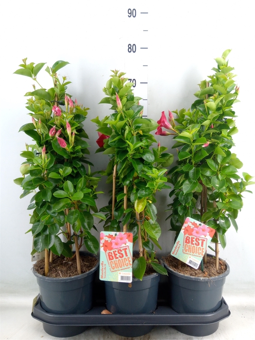 <h4>Mandevilla  'Sundavil Red'</h4>