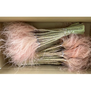 Df Stypha 60cm Bs Light Pink