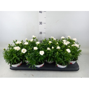 Dianthus  'Oscar White'